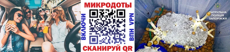 площадка как зайти  Алагир  Псилоцибиновые грибы Psilocybine cubensis 
